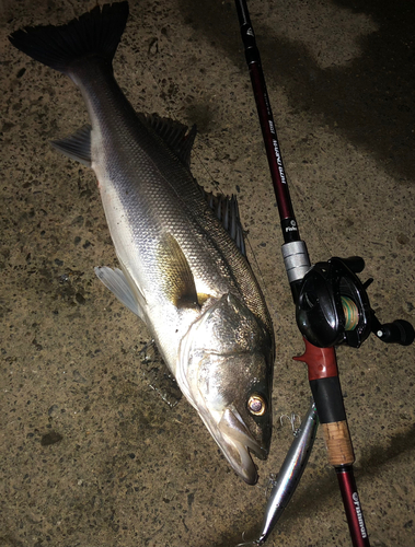 シーバスの釣果