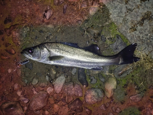 フッコ（マルスズキ）の釣果