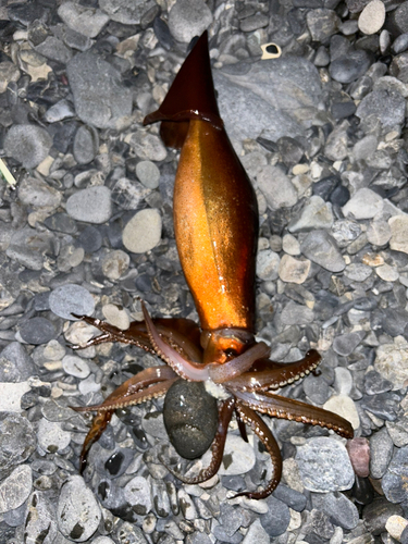 スルメイカの釣果