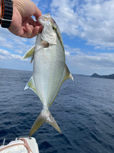 ヒレナガカンパチの釣果