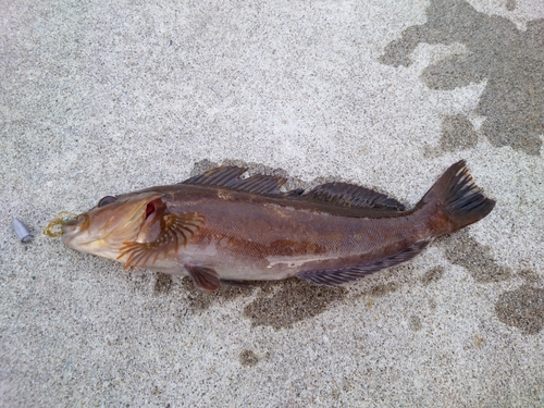 アイナメの釣果