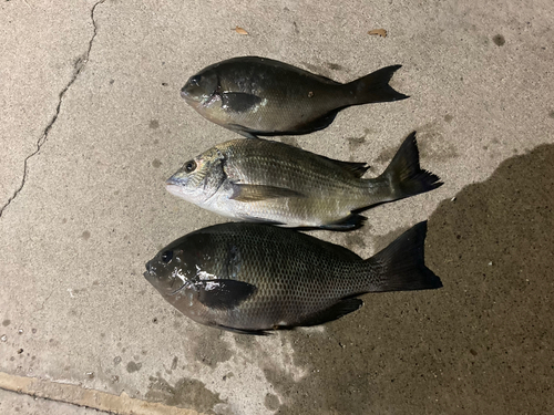 クチブトグレの釣果