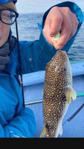 ショウサイフグの釣果