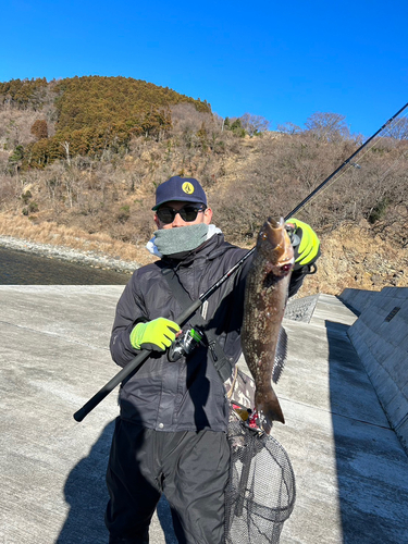 アイナメの釣果