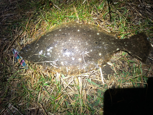 ヒラメの釣果