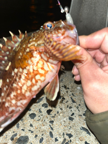 アラカブの釣果