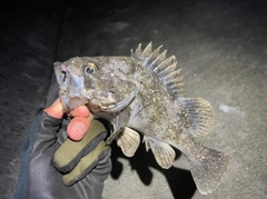 クロソイの釣果