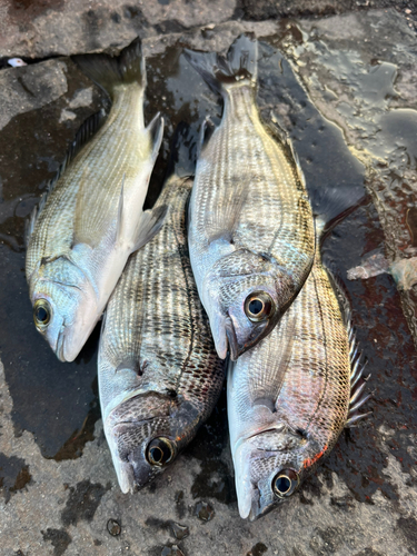 クロダイの釣果