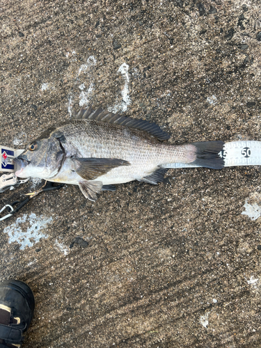 クロダイの釣果