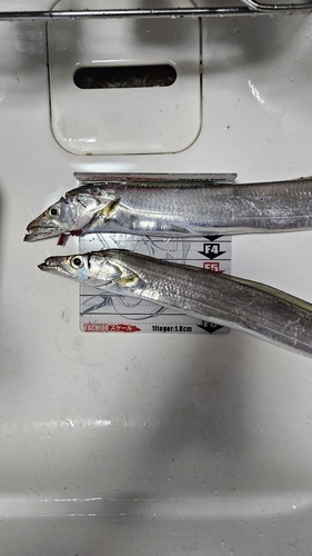 タチウオの釣果