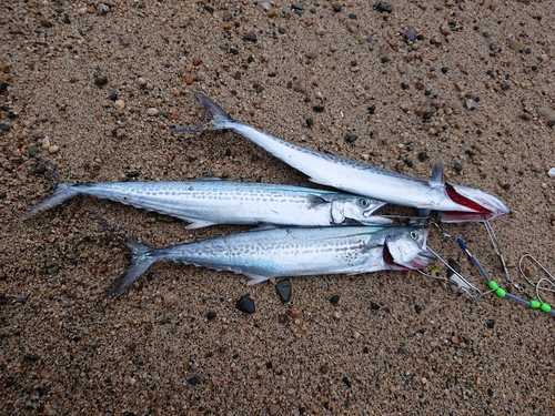 サゴシの釣果