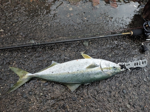 ツバスの釣果