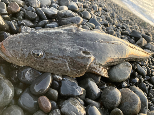 マゴチの釣果