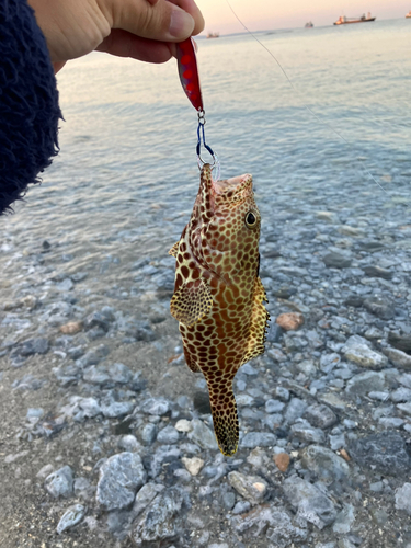 イシミーバイの釣果