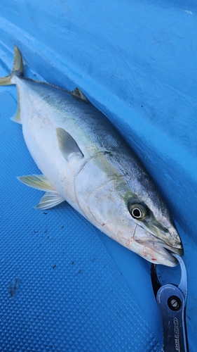 ブリの釣果