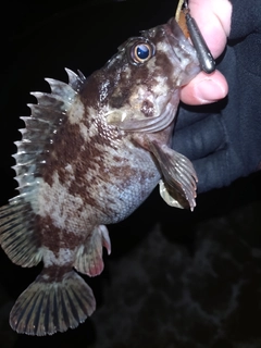 クロソイの釣果