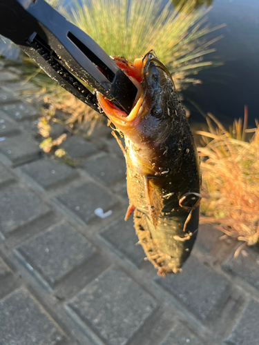 ナマズの釣果