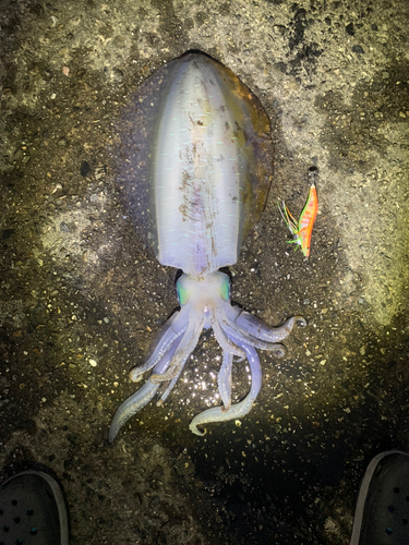 アオリイカの釣果