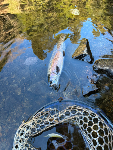 ニジマスの釣果