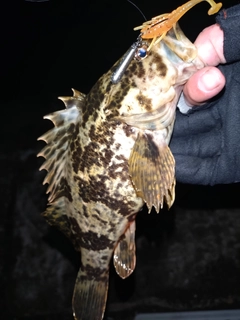 タケノコメバルの釣果