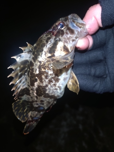 タケノコメバルの釣果