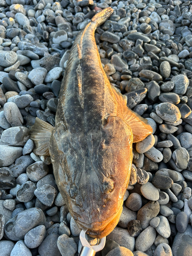 マゴチの釣果