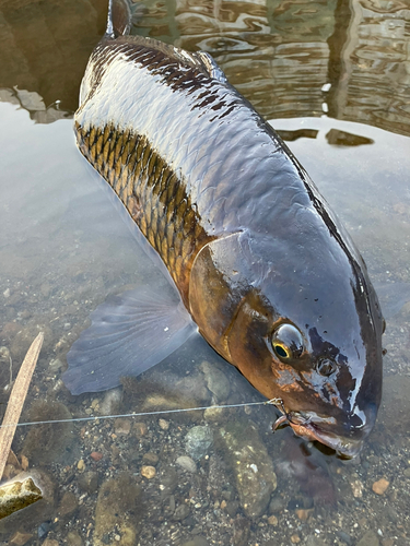 コイの釣果