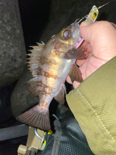 メバルの釣果