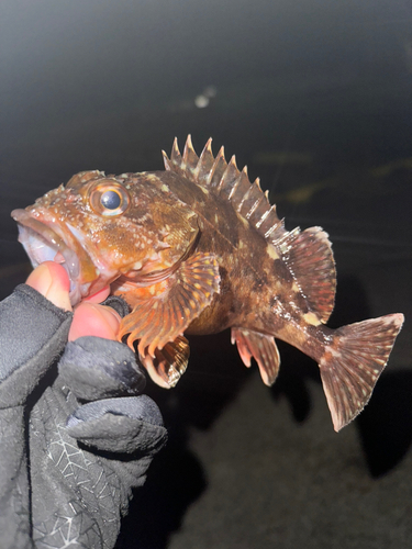 カサゴの釣果