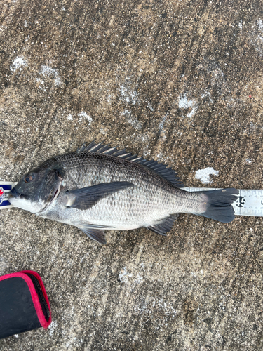 クロダイの釣果