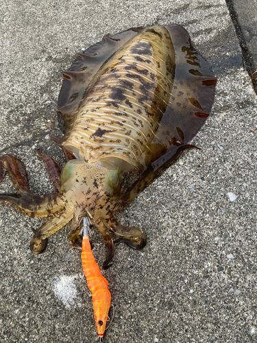 アオリイカの釣果