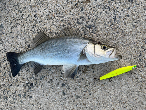 ヒラスズキの釣果