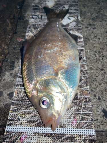 ウミタナゴの釣果