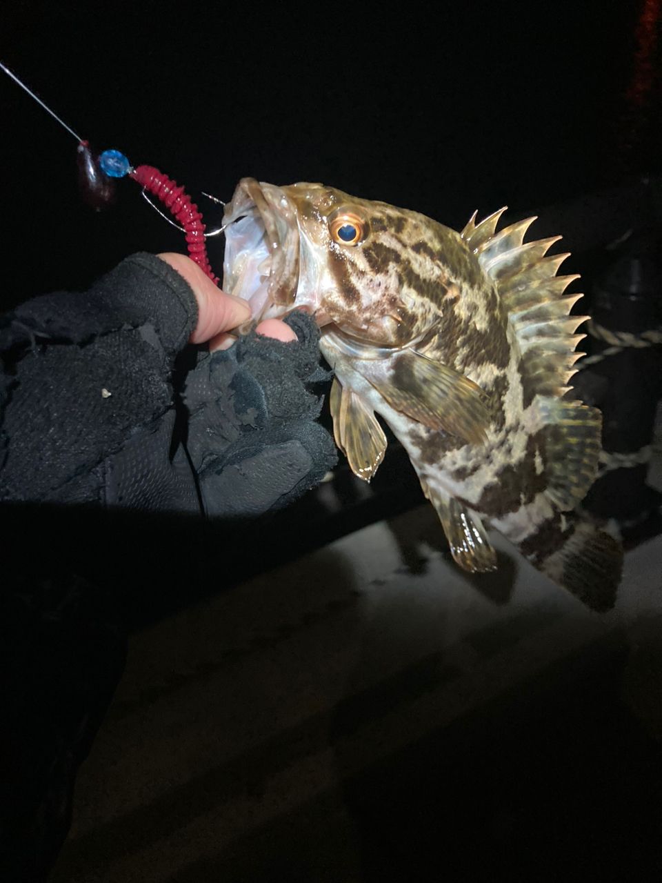 タケノコメバル