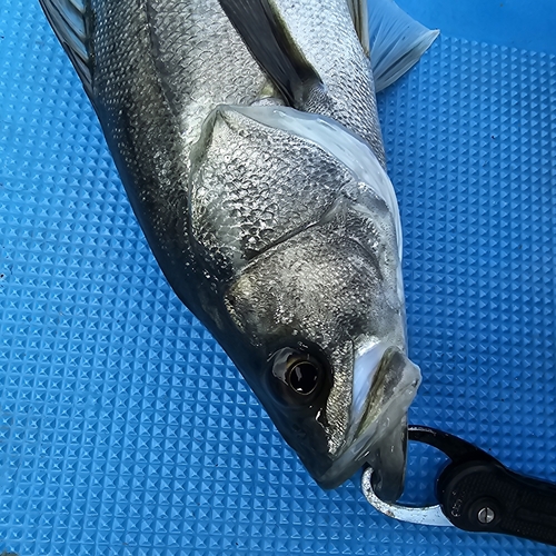 マルスズキの釣果