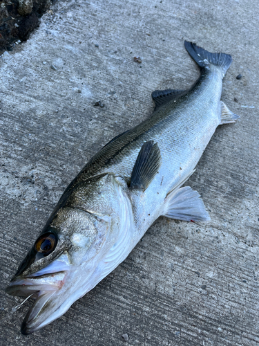 マルスズキの釣果