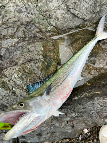 サゴシの釣果