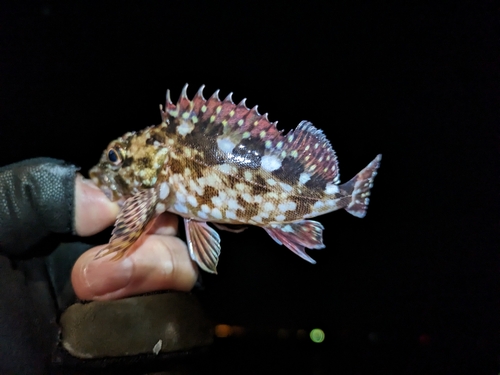 カサゴの釣果