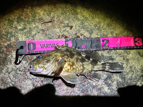 カサゴの釣果