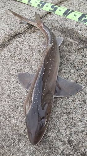 ホシザメの釣果