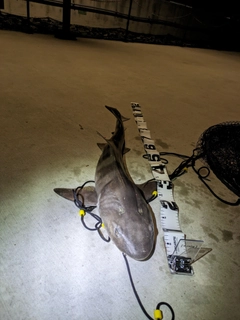 ドチザメの釣果