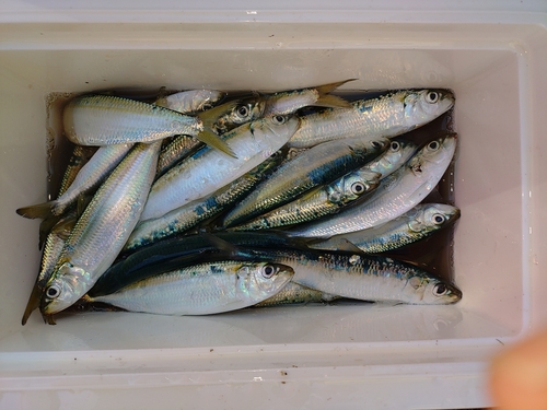 カタボシイワシの釣果