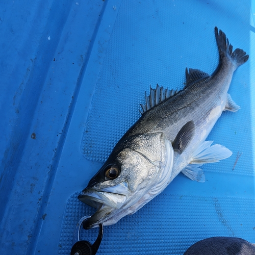 マルスズキの釣果