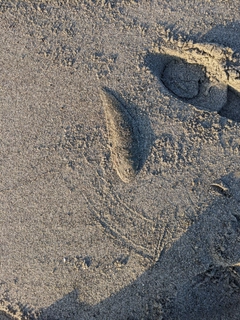 シタビラメの釣果