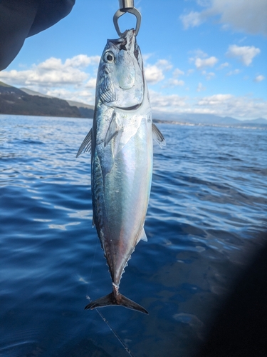 ヒラソウダの釣果