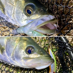 フッコ（マルスズキ）の釣果