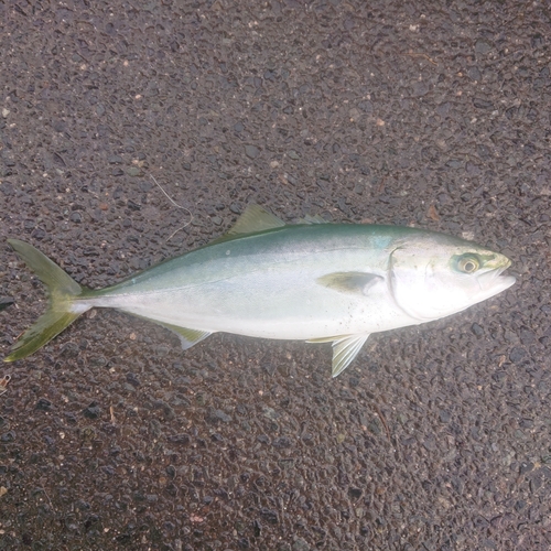 ハマチの釣果