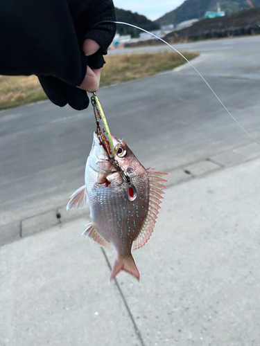 チャリコの釣果