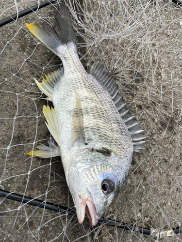 キビレの釣果