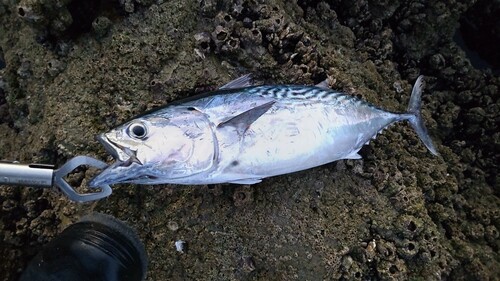 スマガツオの釣果